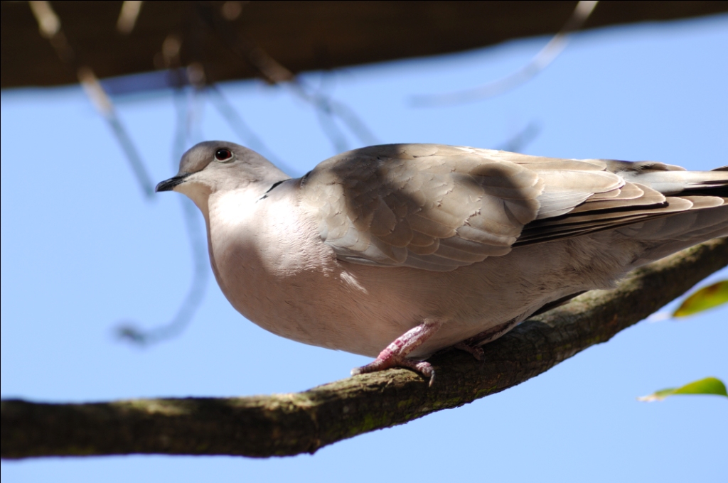 Eurasian Collared Dove (Streptopelia decaocto) by Dan