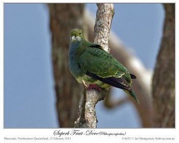 Superb Fruit Dove (Ptilinopus superbus) by Ian