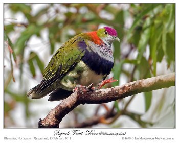 Superb Fruit Dove (Ptilinopus superbus) by Ian