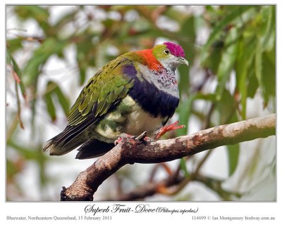 Superb Fruit Dove (Ptilinopus superbus) by Ian