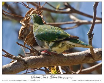 Superb Fruit Dove (Ptilinopus superbus) by Ian