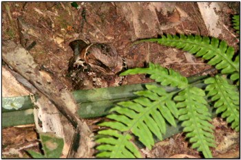 Collared Nightjar(Caprimulgus enarratus) by Dave's BirdingPix