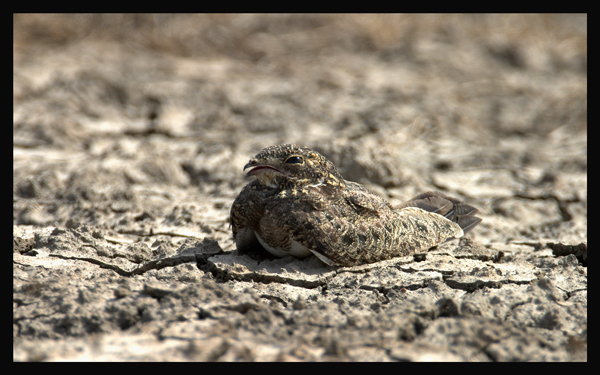 Nacunda Nighthawk (Podager nacunda) by R Scanlon