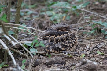 Pauraque (Nyctidromus albicollis) ©Flickr