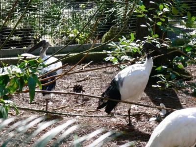 African Sacred Ibis (Threskiornis aethiopicus) by Lee