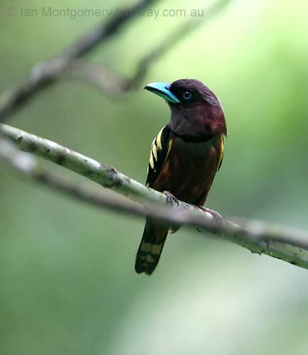 Banded Broadbill (Eurylaimus javanicus) by Ian