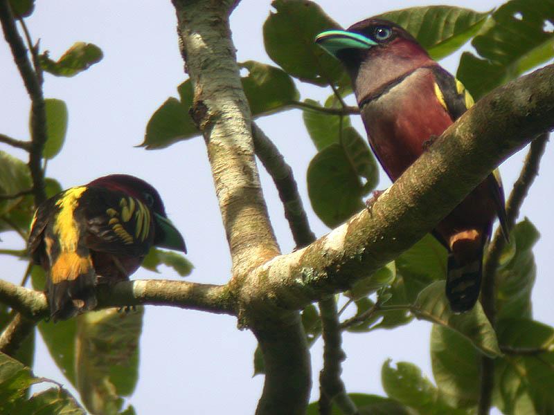 Banded Broadbill (Eurylaimus javanicus) by Peter Ericsson