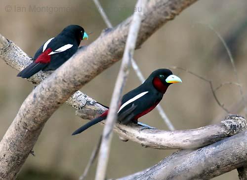 Black-and-red Broadbill (Cymbirhynchus macrorhynchos) by Ian