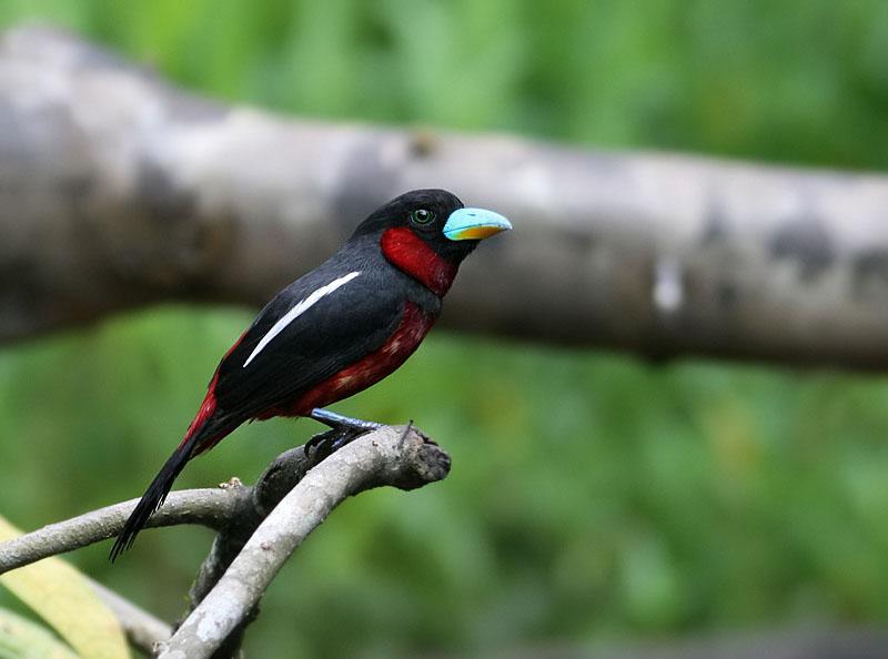 Black-and-red Broadbill (Cymbirhynchus macrorhynchos) by Peter Ericsson