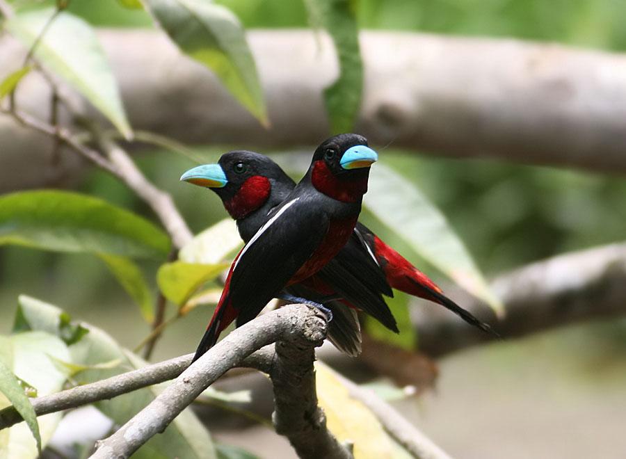 Black-and-red Broadbill (Cymbirhynchus macrorhynchos) by Peter Ericsson