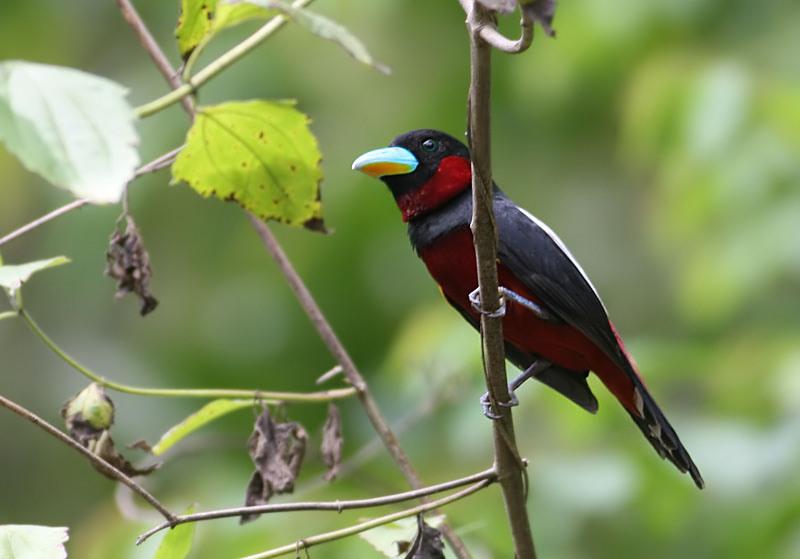 Black-and-red Broadbill (Cymbirhynchus macrorhynchos) by Peter Ericsson