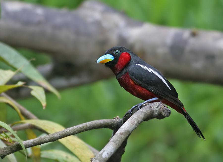 Black-and-red Broadbill (Cymbirhynchus macrorhynchos) by Peter Ericsson
