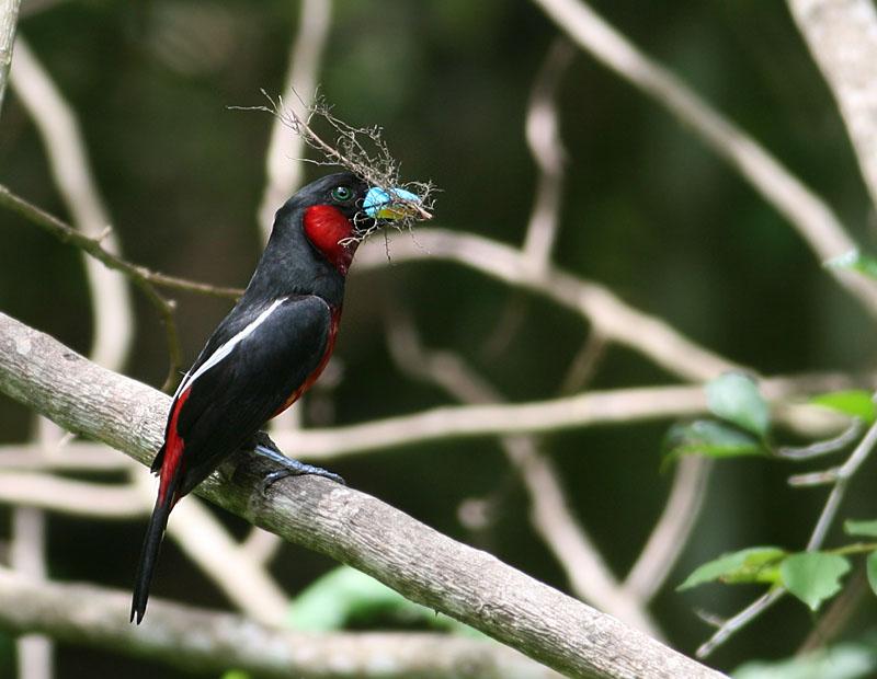 Black-and-red Broadbill (Cymbirhynchus macrorhynchos) by Peter Ericsson