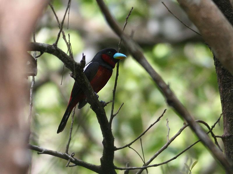 Black-and-red Broadbill (Cymbirhynchus macrorhynchos) by Peter Ericsson