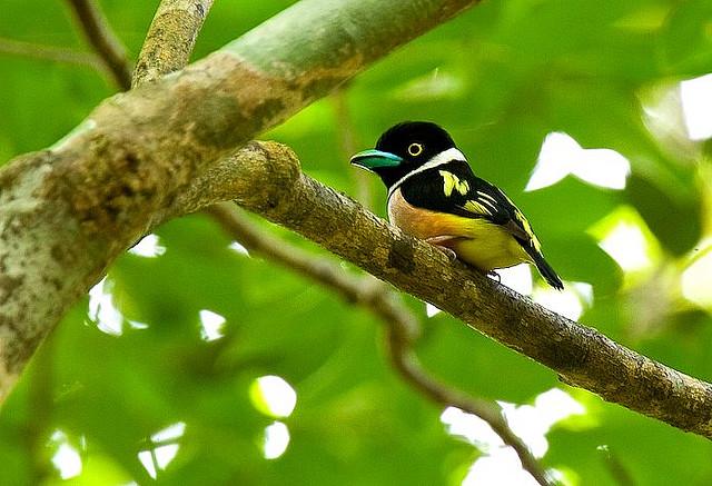 Black-and-yellow Broadbill (Eurylaimus ochromalus) ©Flickr fveronesi1