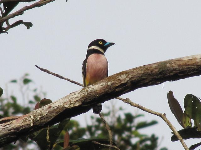Black-and-yellow Broadbill (Eurylaimus ochromalus) ©Flickr naturemandala