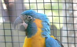 Save The Parrots