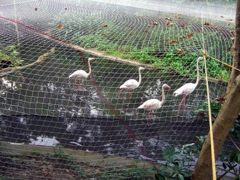 Flamingos Caught in a net©Flickr