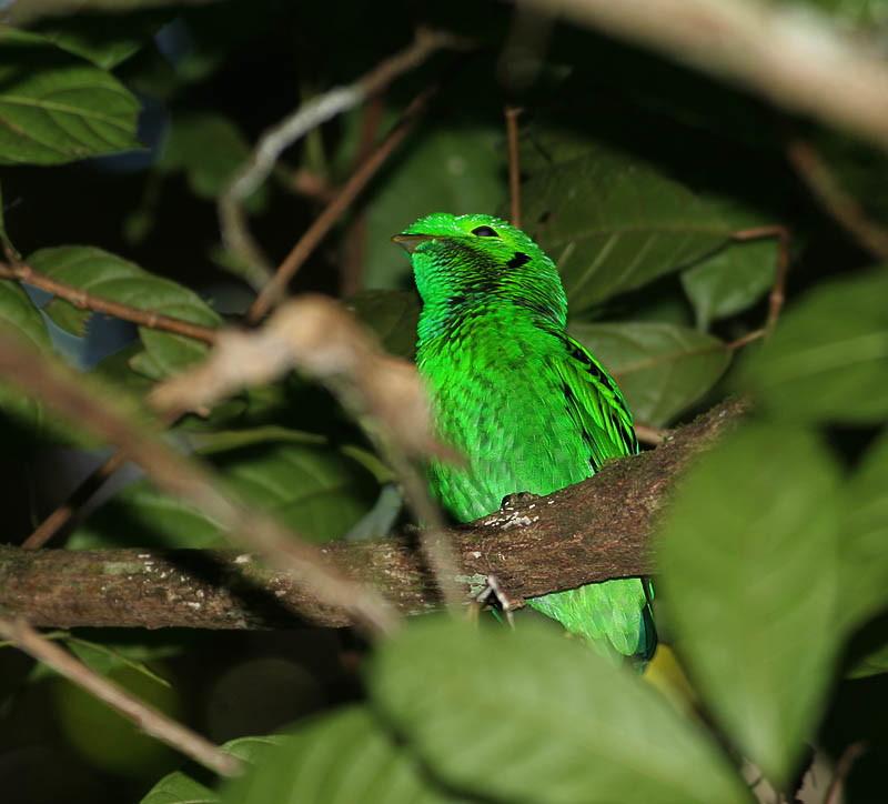 Green Broadbill (Calyptomena viridis) by Peter Ericsson