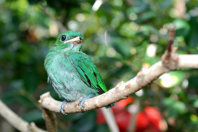Green Broadbill (Calyptomena viridis) lesser ©©coracii