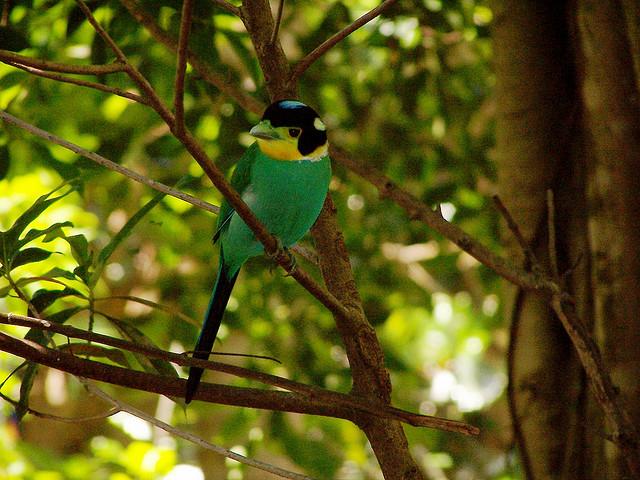 Long-tailed Broadbill (Psarisomus dalhousiae) ©WikiC coracii