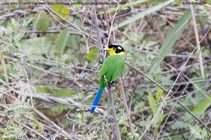 Long-tailed Broadbill (Psarisomus dalhousiae) by AGrosset