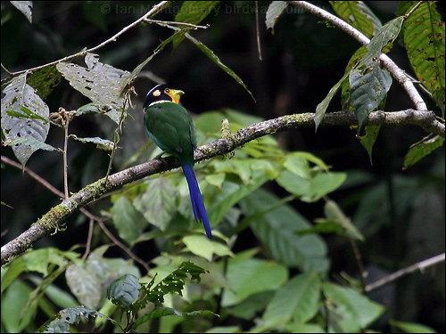 Long-tailed Broadbill (Psarisomus dalhousiae) by Ian