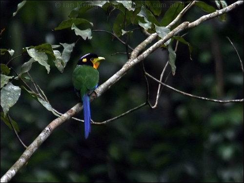 Long-tailed Broadbill (Psarisomus dalhousiae) by Ian