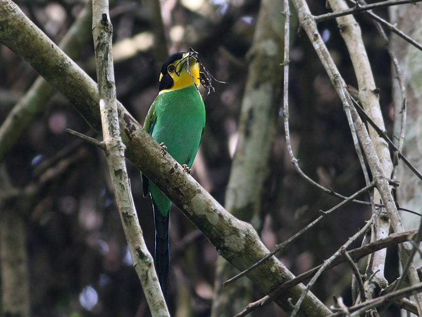Long-tailed Broadbill (Psarisomus dalhousiae) by Peter Ericsson