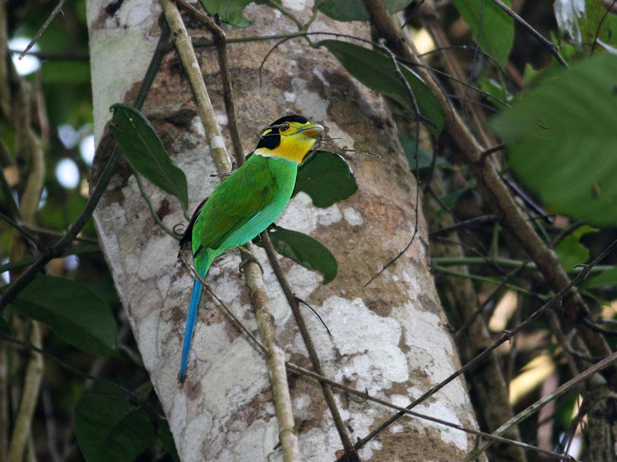 Long-tailed Broadbill (Psarisomus dalhousiae) by Peter Ericsson