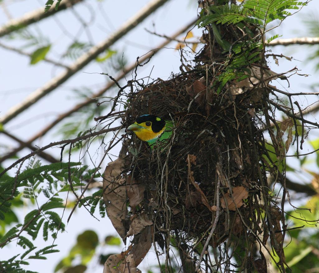 Long-tailed Broadbill (Psarisomus dalhousiae) by Peter Ericsson in nest