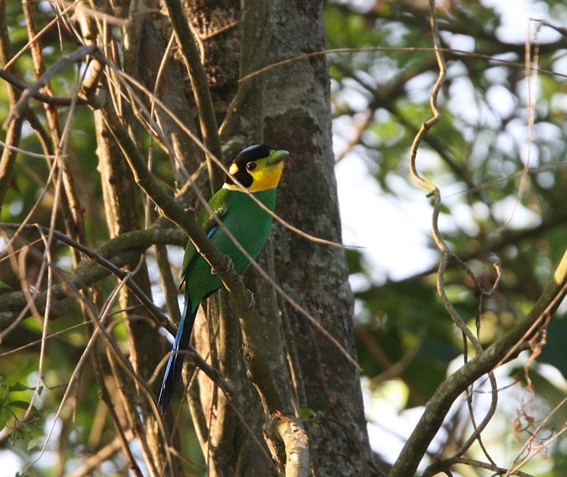 Long-tailed Broadbill (Psarisomus dalhousiae) by Peter Ericsson