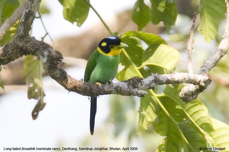 Long-tailed Broadbill (Psarisomus dalhousiae) by AGrosset
