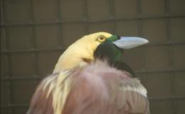 Tickle Me Tuesday – Bird of&nbsp;Paradise