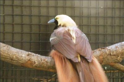Raggiana Bird-of-paradise (Paradisaea raggiana) at Lowry Park Zoo by Dan