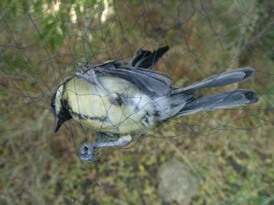 Bird Caught in a Net ©WikiC