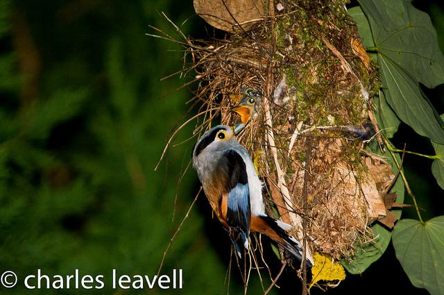Silver-breasted Broadbill (Serilophus lunatus) ©©CLeavell at nest
