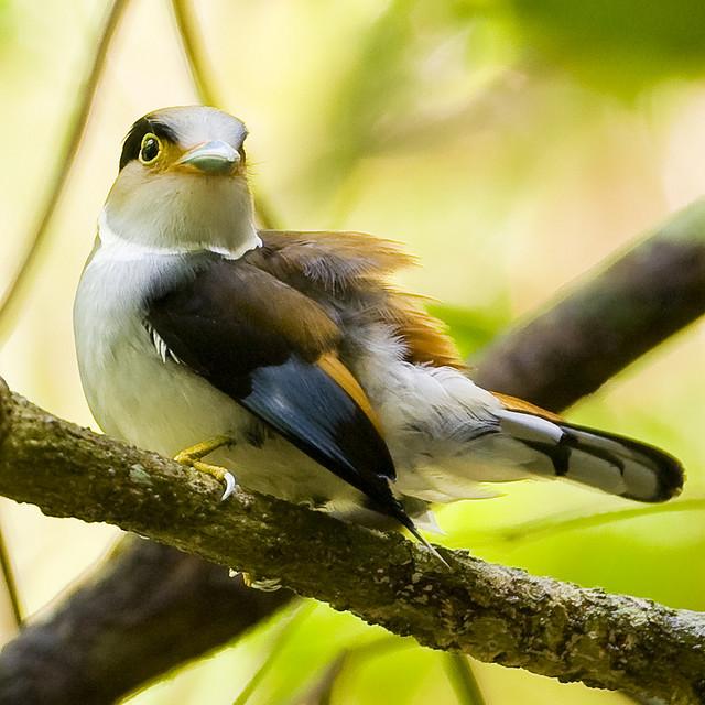 Silver-breasted Broadbill (Serilophus lunatus) ©WikiC Mike