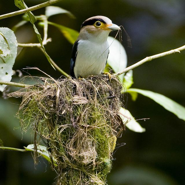 Silver-breasted Broadbill (Serilophus lunatus) ©WikiC Mike