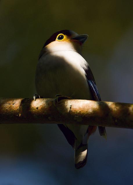 Silver-breasted Broadbill (Serilophus lunatus) ©WikiC Mike