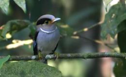 Christmas Birds – Silver – (Revisited&nbsp;2022)