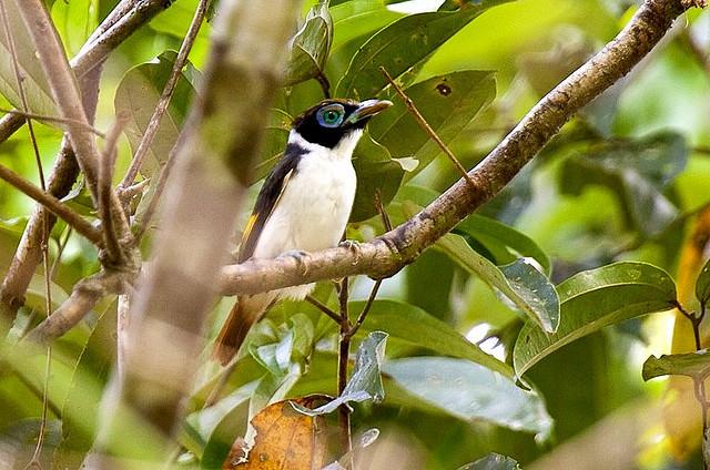 Wattled Broadbill (Sarcophanops steerii) ©WikiC fveronesi1