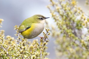 New Zealand Rockwren (Xenicus gilviventris) ©WikiC