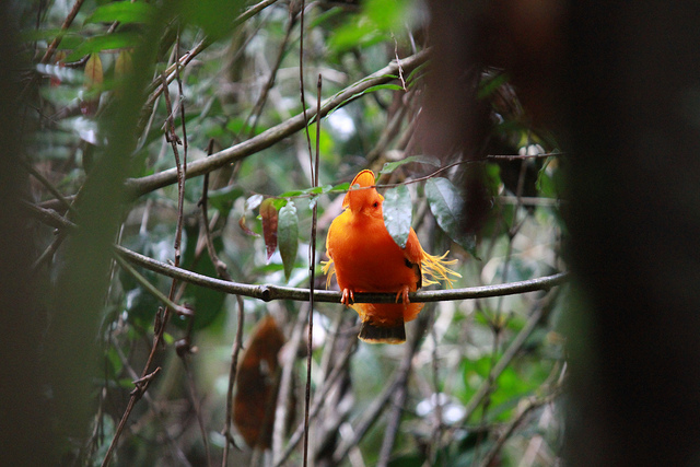 Guianan Cock-of-the-rock (Rupicola rupicola) ©©lolodoc