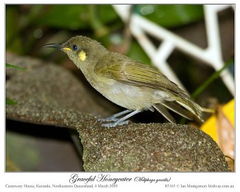 Graceful Honeyeater (Meliphaga gracilis) by Ian