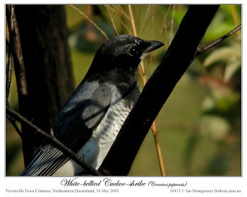 White-bellied Cuckooshrike (Coracina papuensis robusta) by Ian