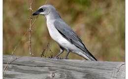 Sunday Inspiration –&nbsp;Cuckooshrikes