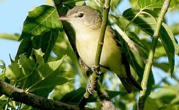 The Little Bird’s Song – McGuffey’s Third&nbsp;Reader