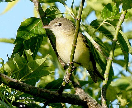 Bell's Vireo (Vireo bellii) by Kent Nickell