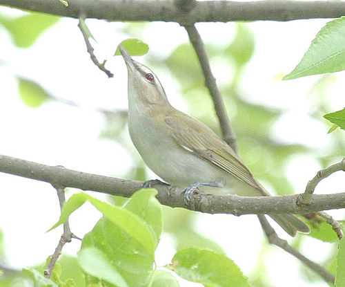 Red-eyed Vireo (Vireo olivaceus) by Kent Nickell